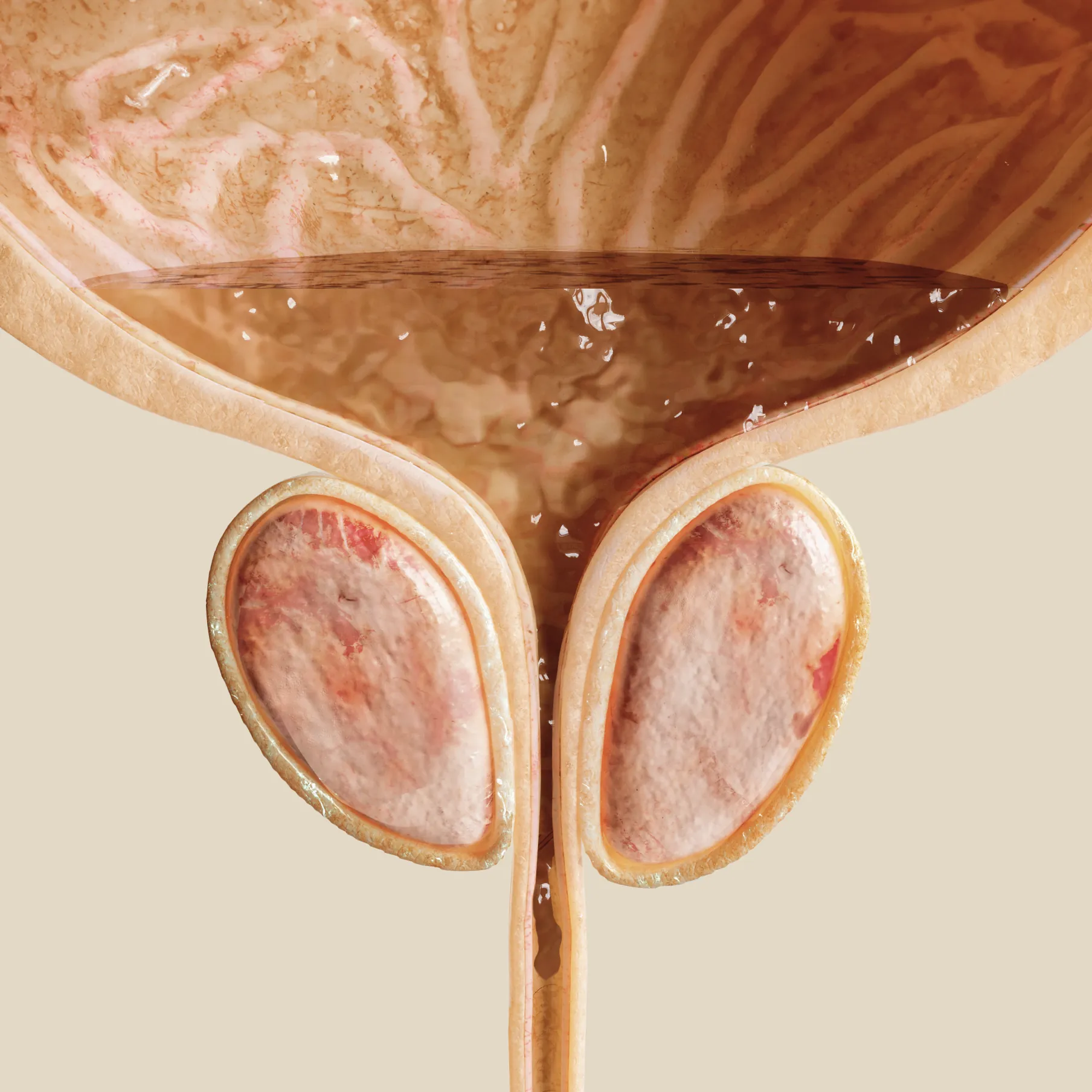 prostate health after 50 natural supplement for BPH support